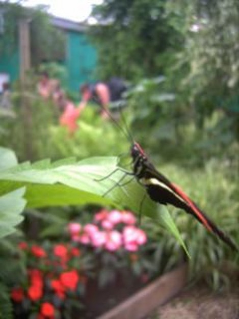 Butterfly profile Costa Rica butterfly about Viceroy Monarch butterfly